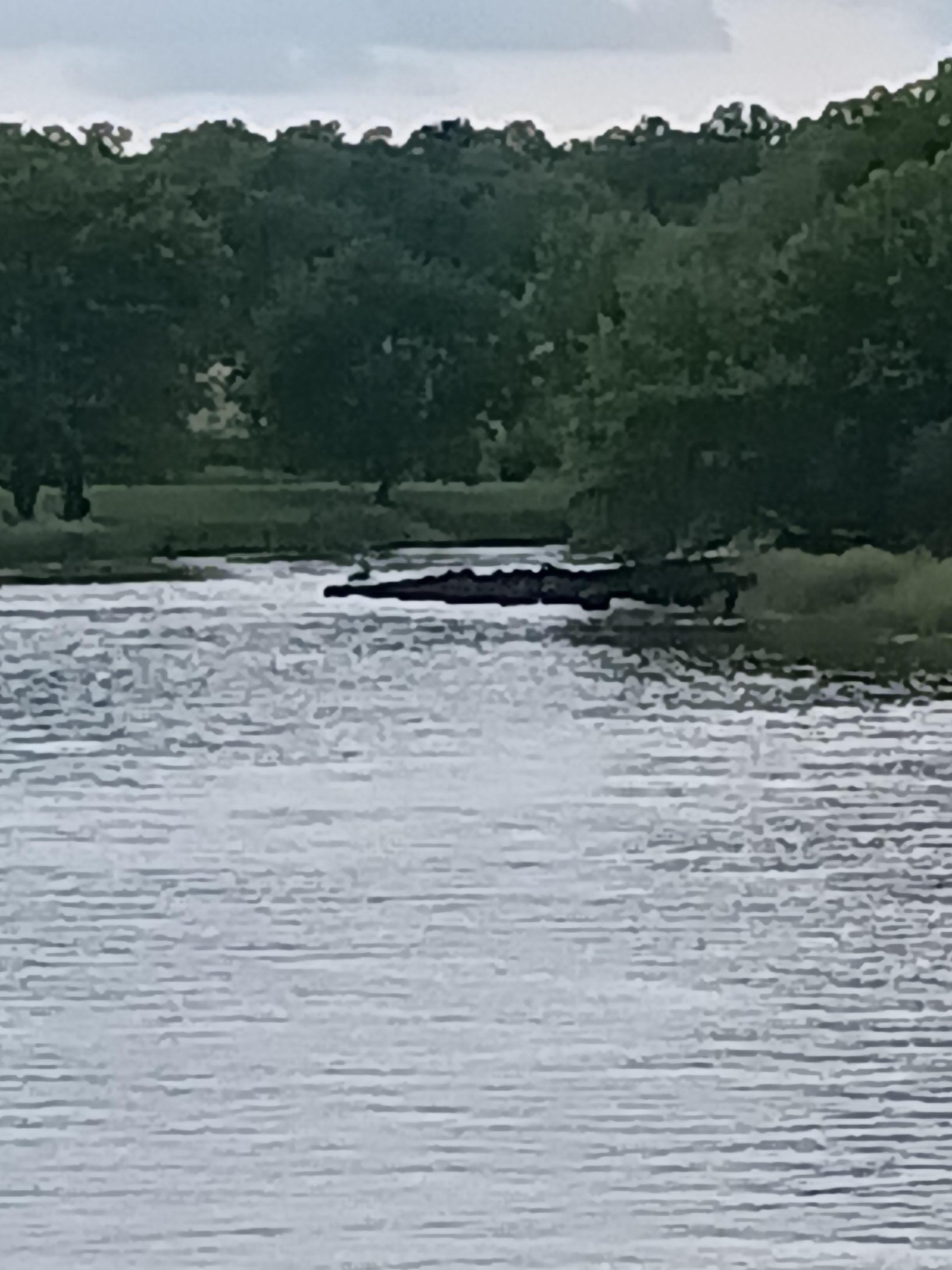 Cow's in the riveŕ.