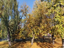 Colors of October...