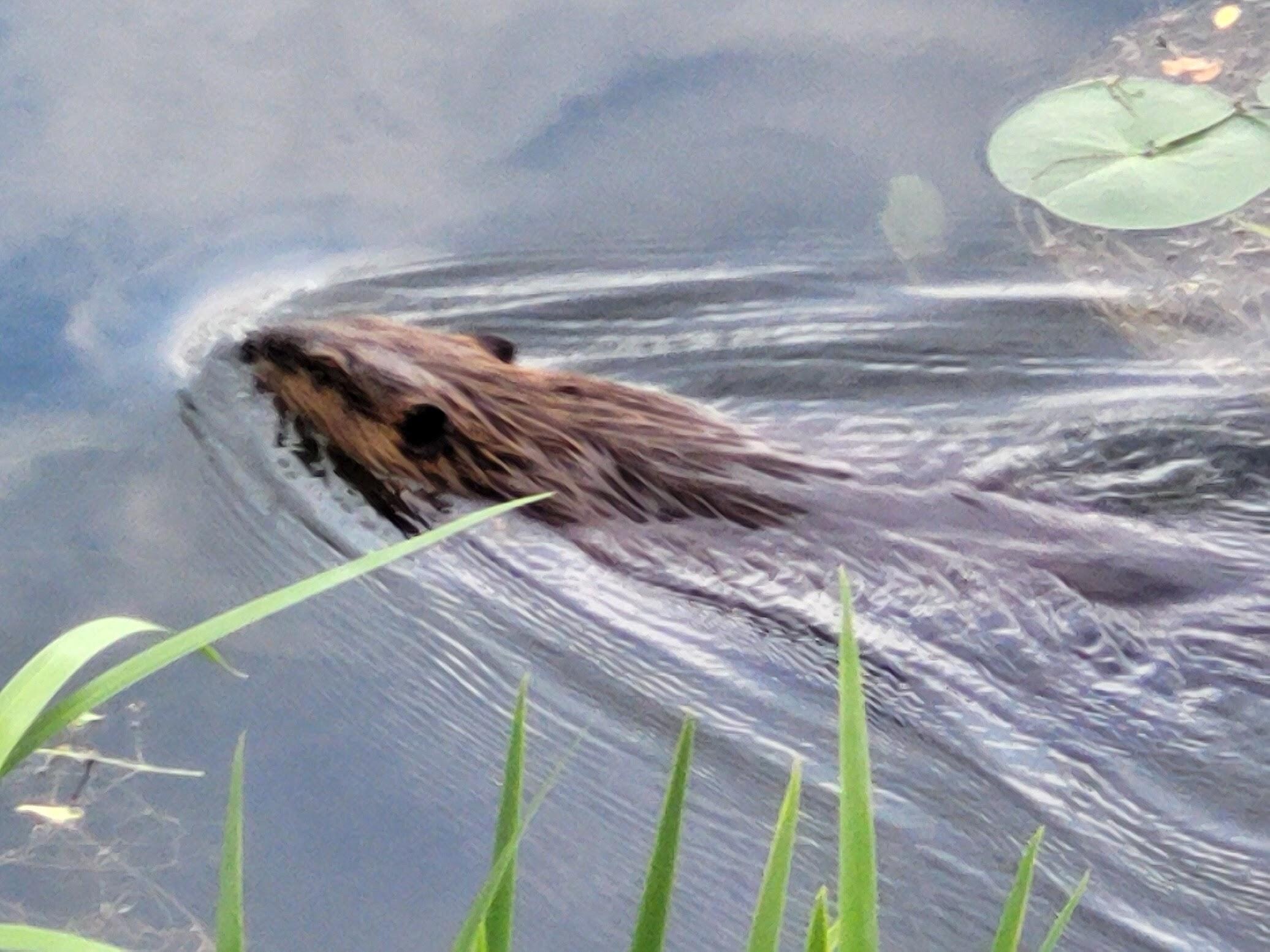 A local river resident swimming a few feet in front of the deck.