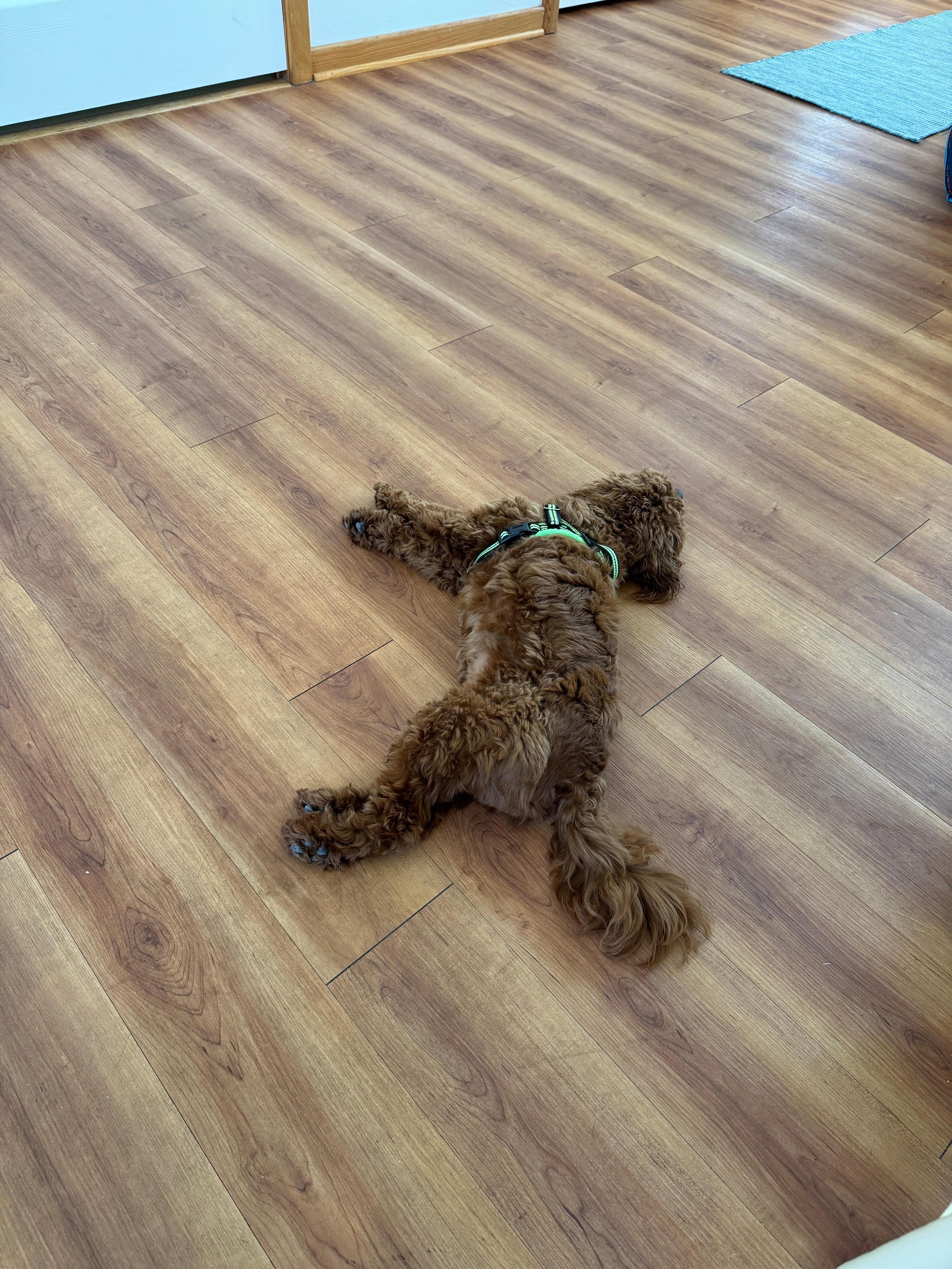 Clemons loved resting on your beautiful floors!