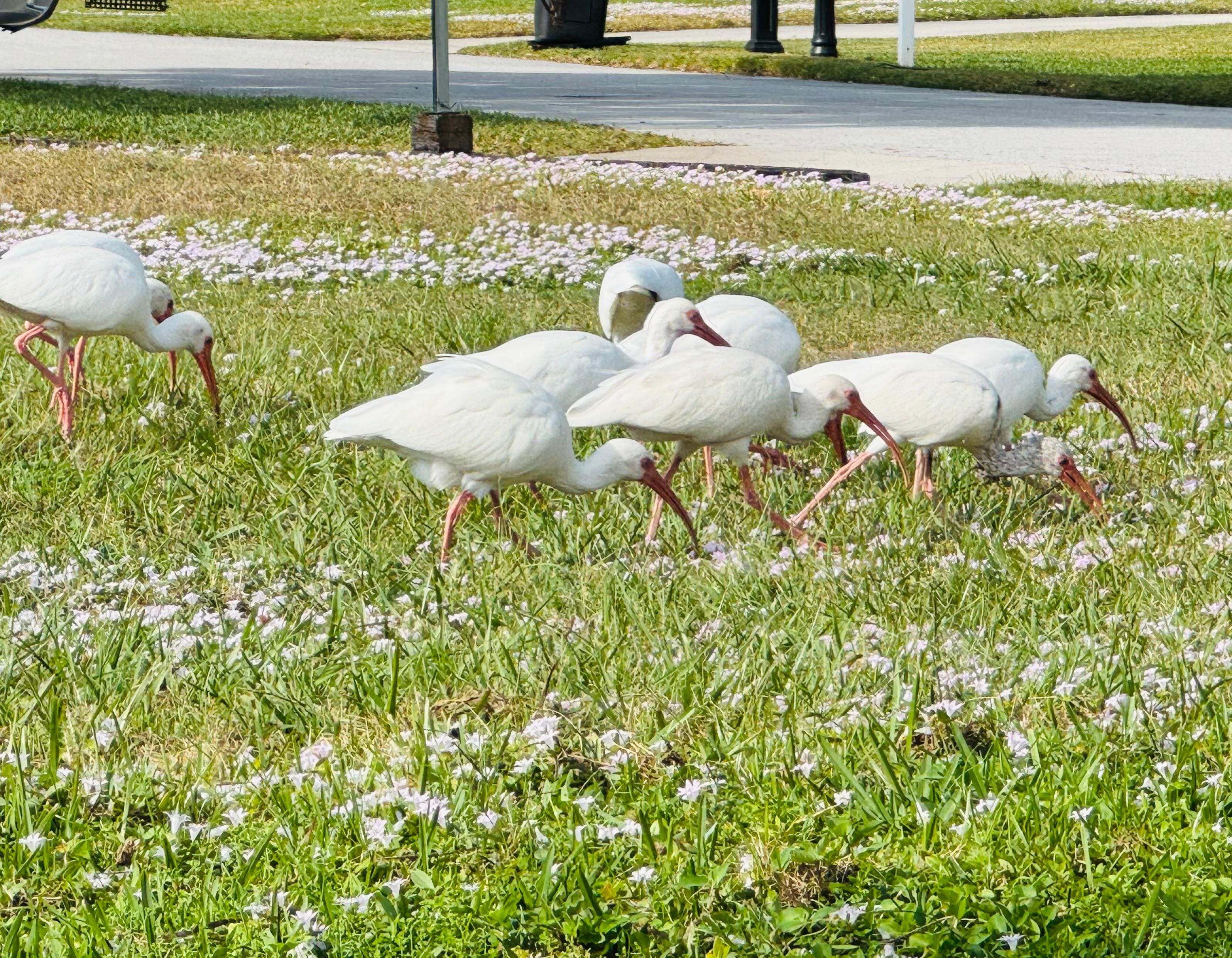 birds in the lot next door