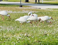 birds in the lot next door
