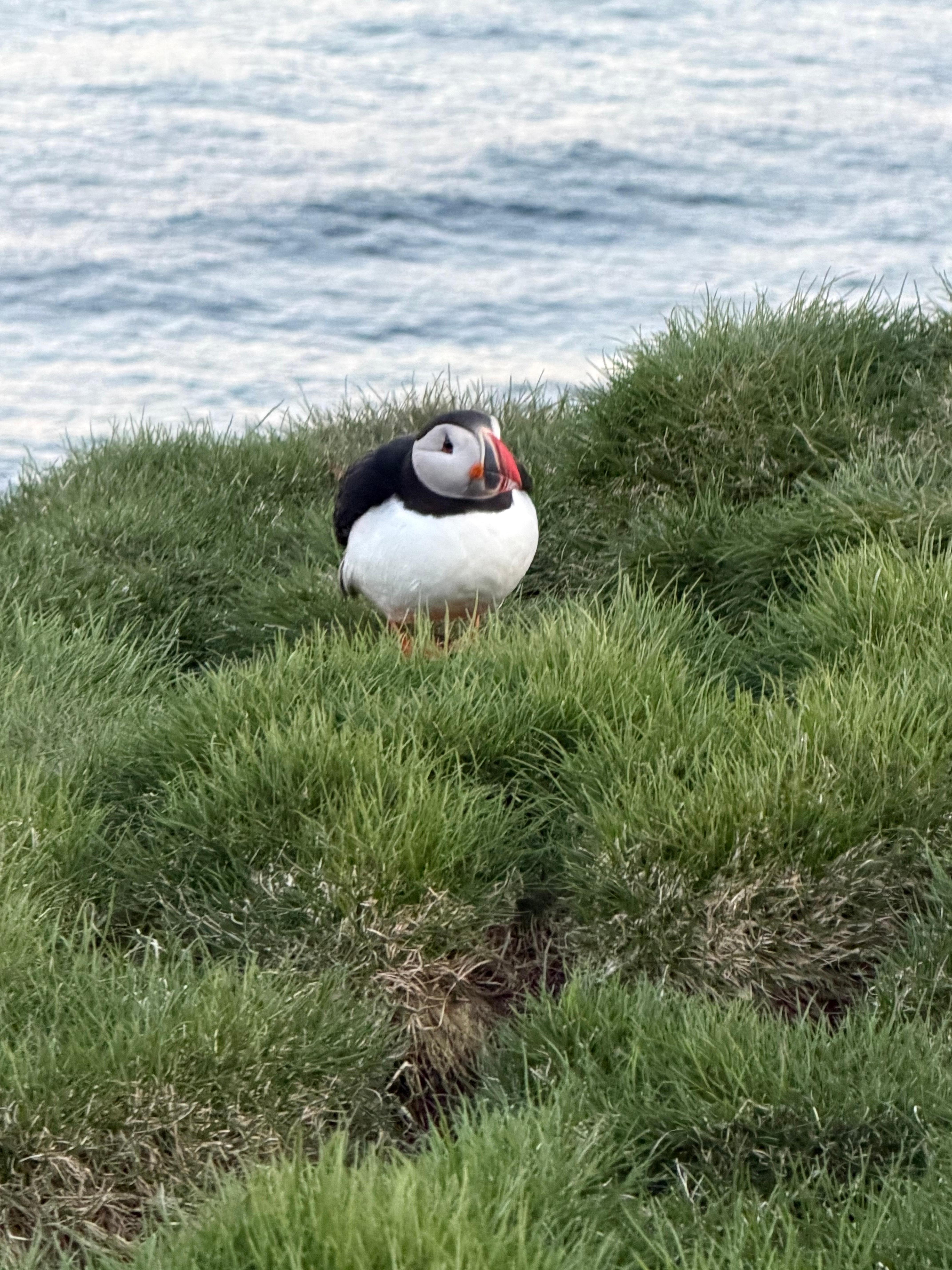Puffin tour