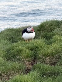 Puffin tour