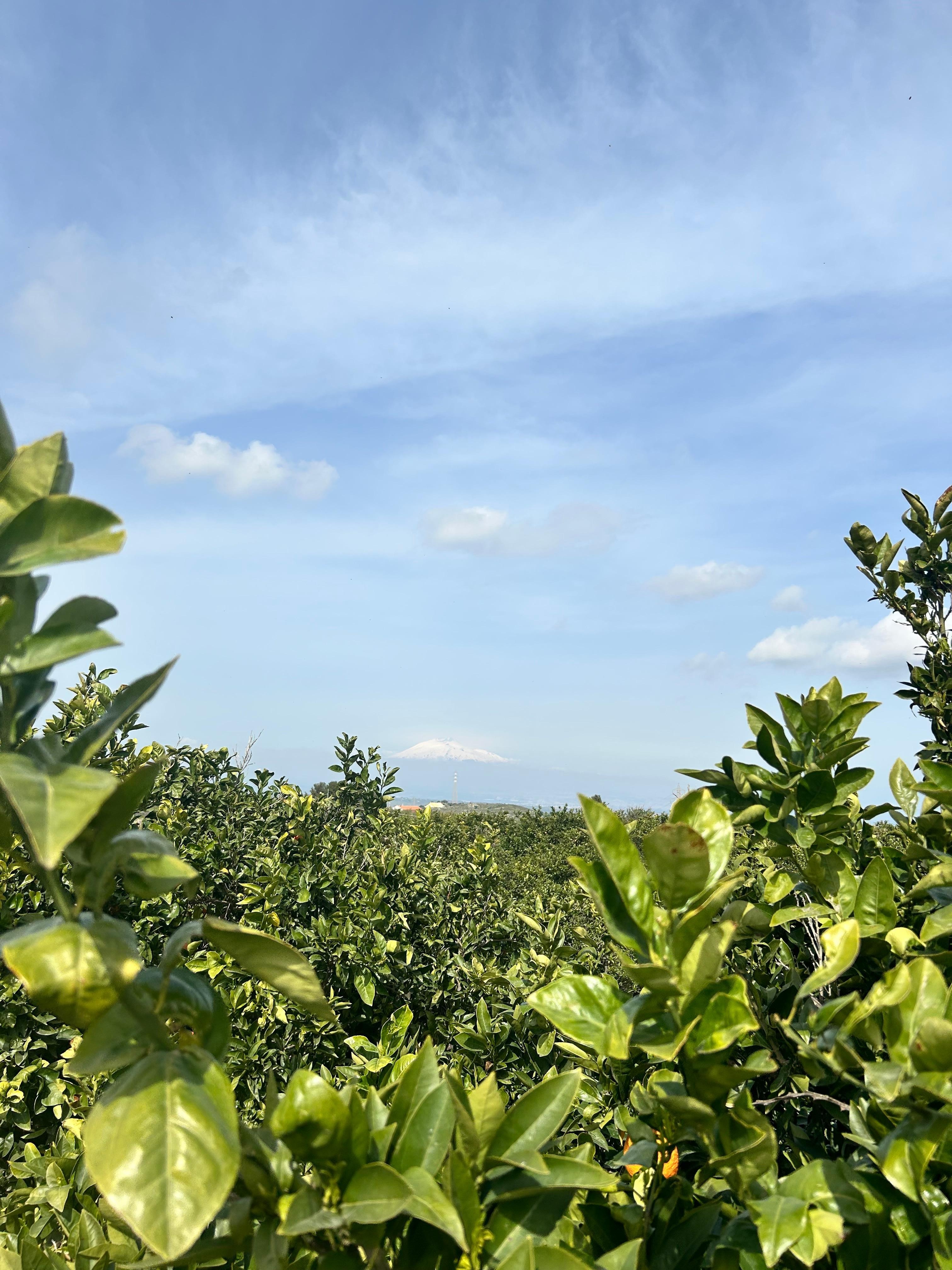 La vue sur le Mont Etna depuis la propriété agricole