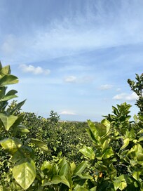 La vue sur le Mont Etna depuis la propriété agricole