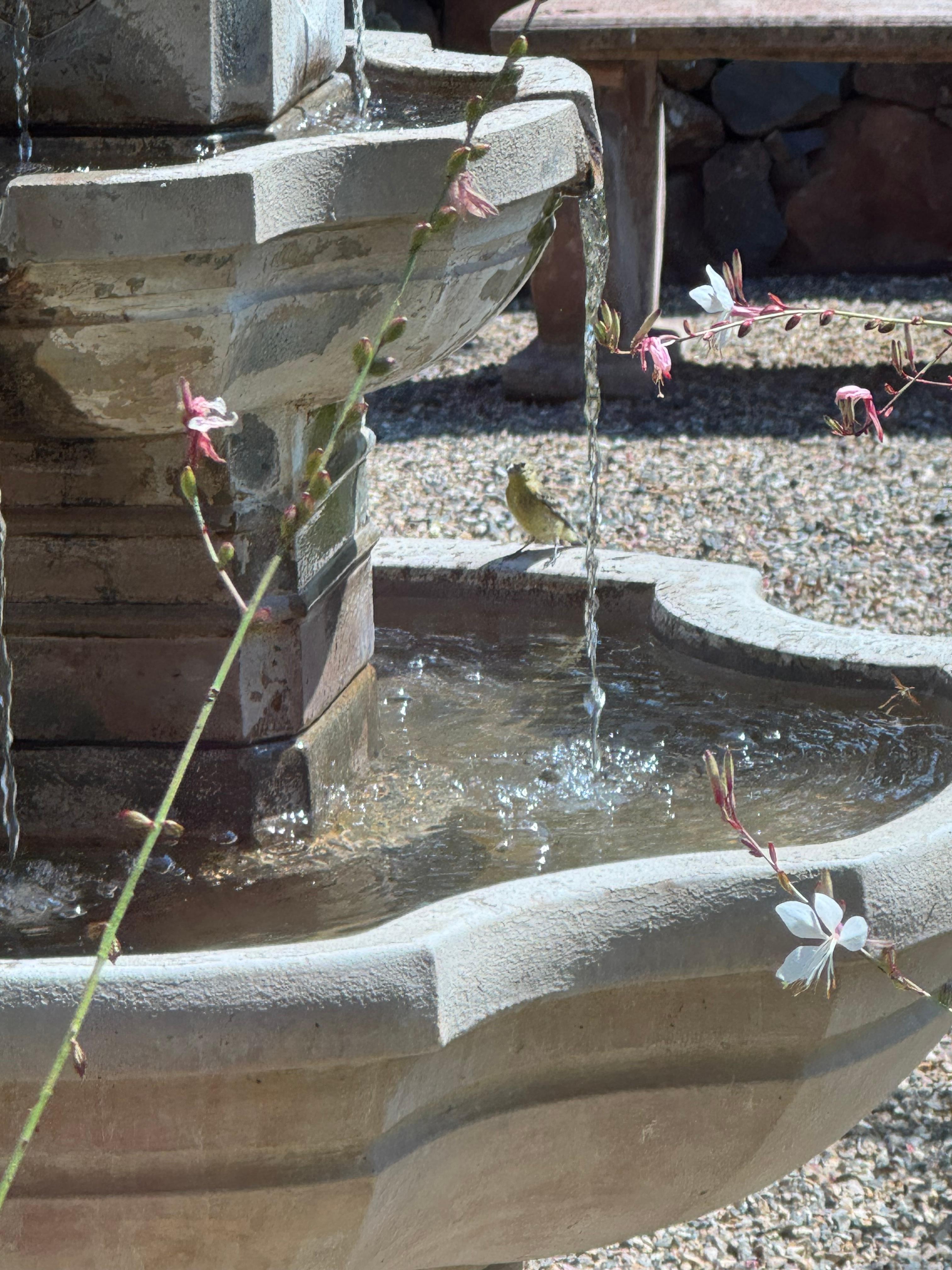 Spent a lot of time watching the many species of birds on the front water fountain. 