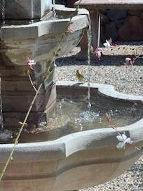Spent a lot of time watching the many species of birds on the front water fountain.