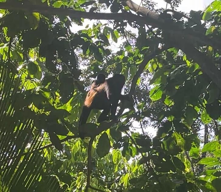 howler monkey mother and baby