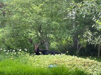 Moose in yard