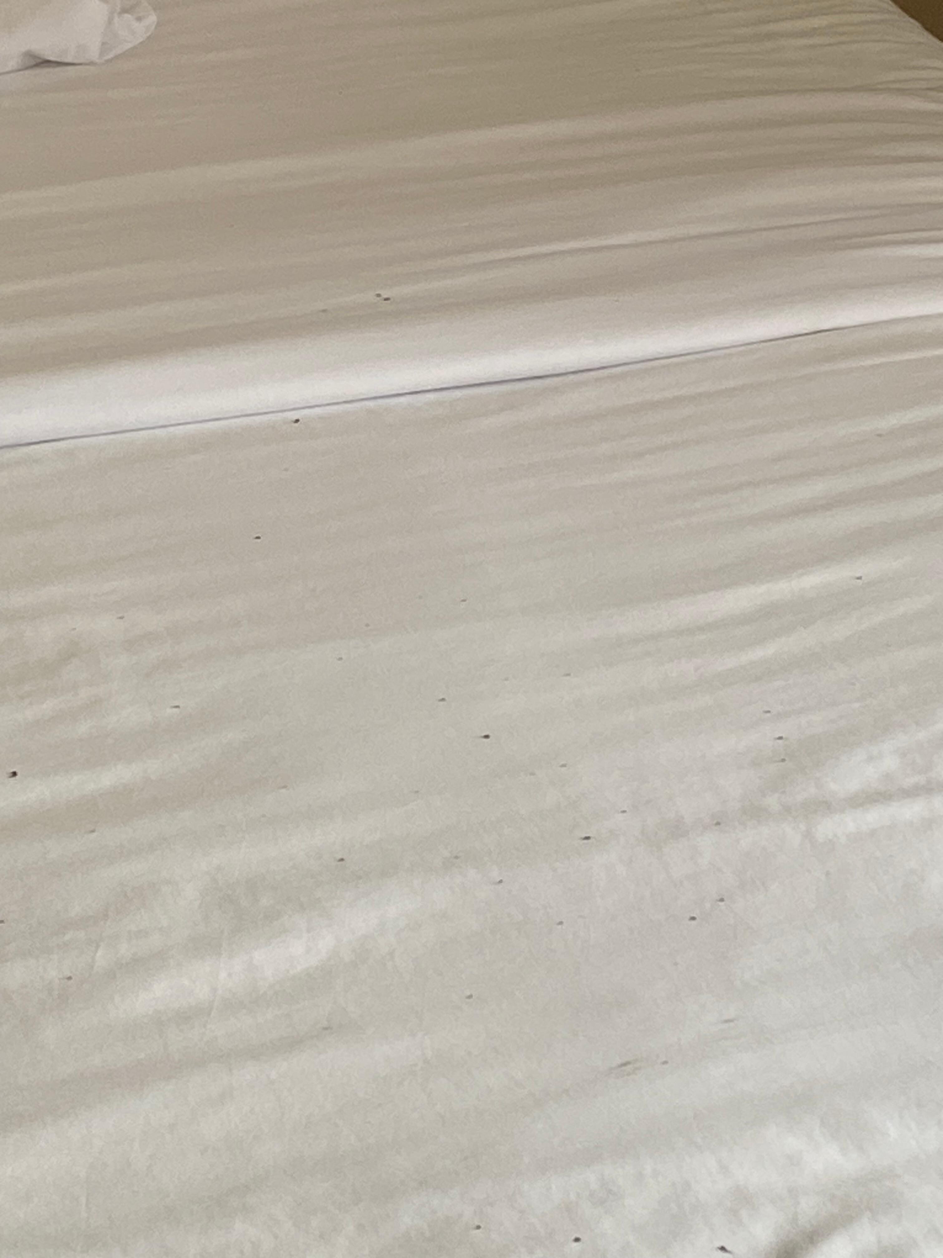Debris on the bed