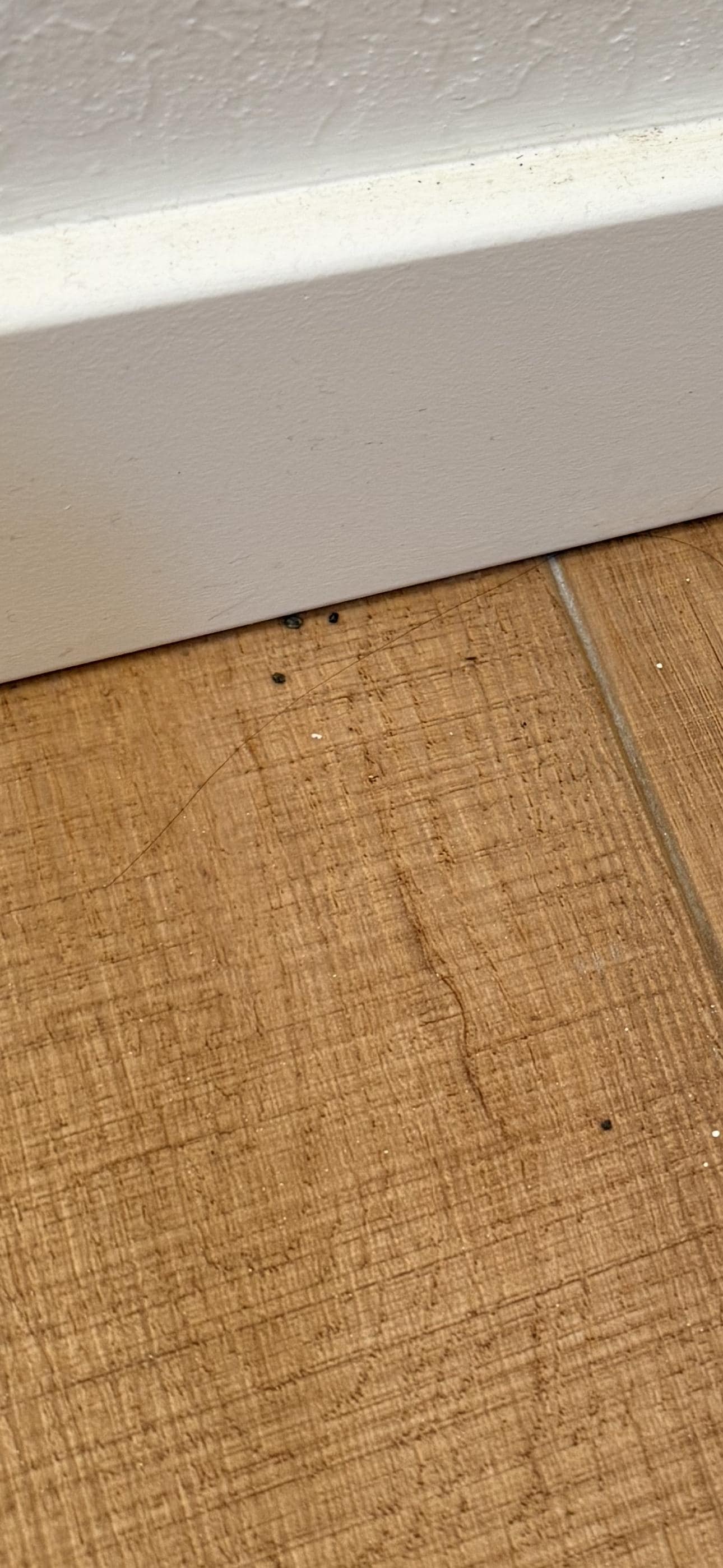 Enjoying all the mouse dropping 