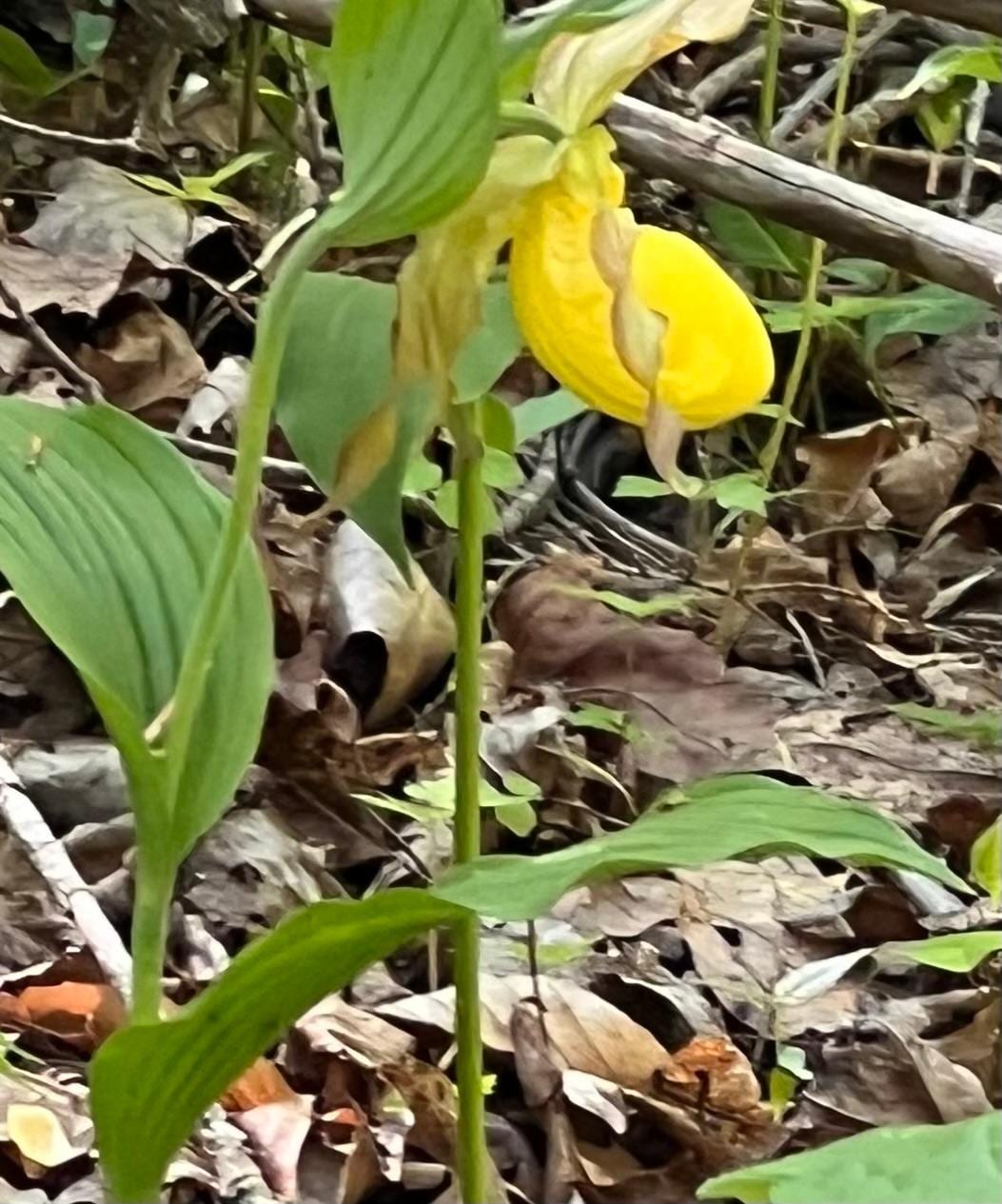 Wild flowers on the trail