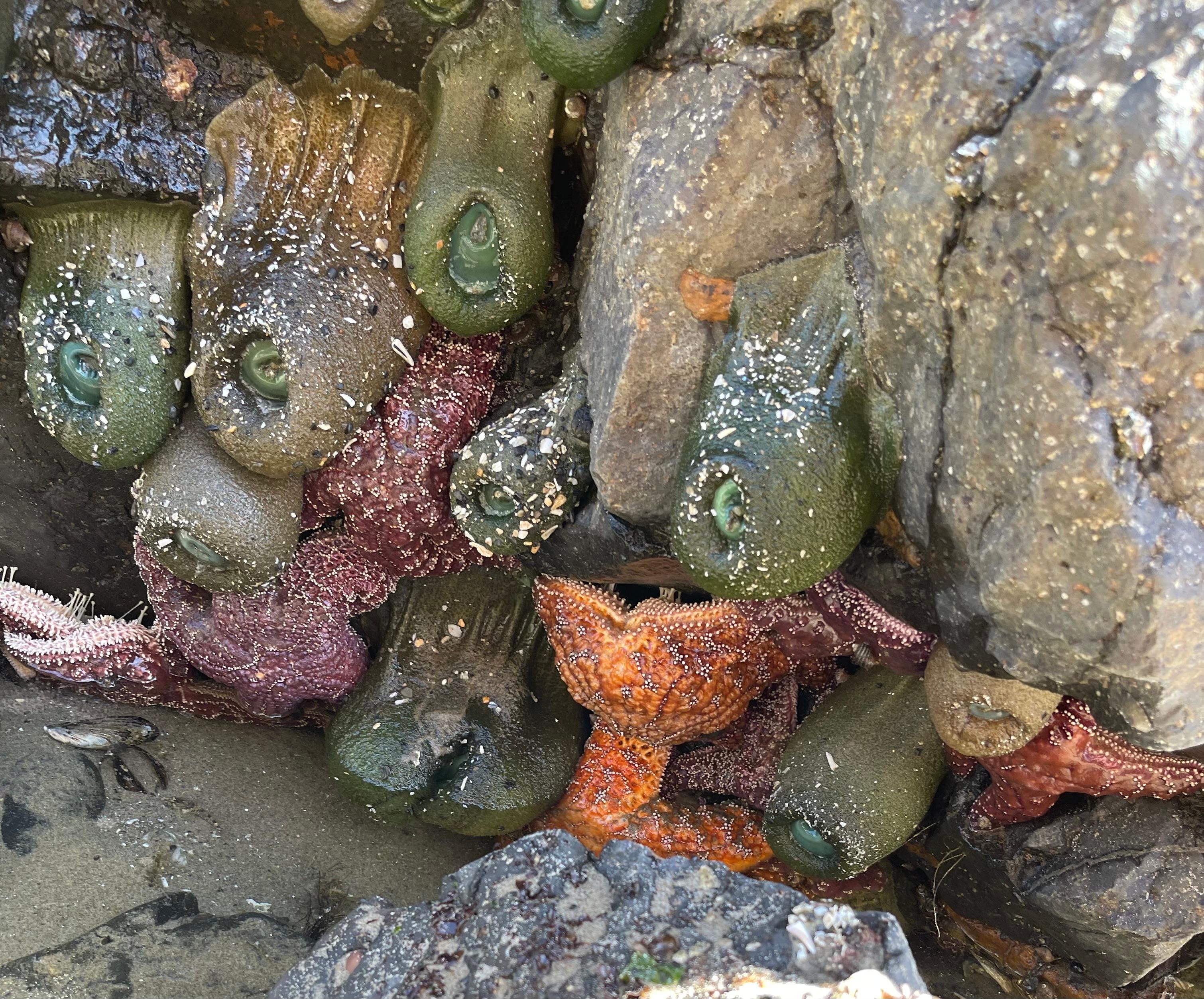 Tide pool at haystack 