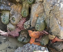 Tide pool at haystack