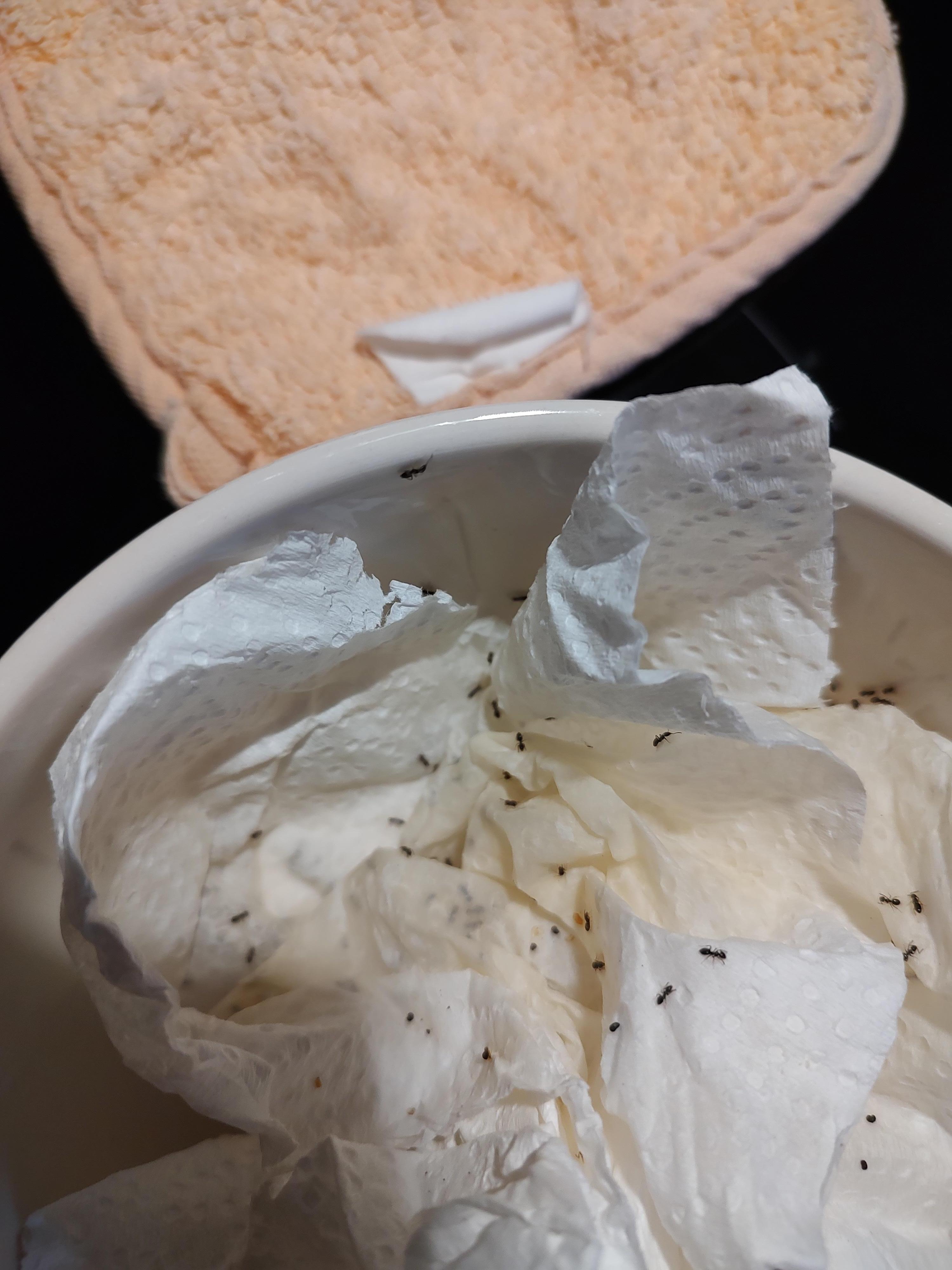 Unable to leave food on any counter.ANTS everywhere!  Pick up something - ants on it.