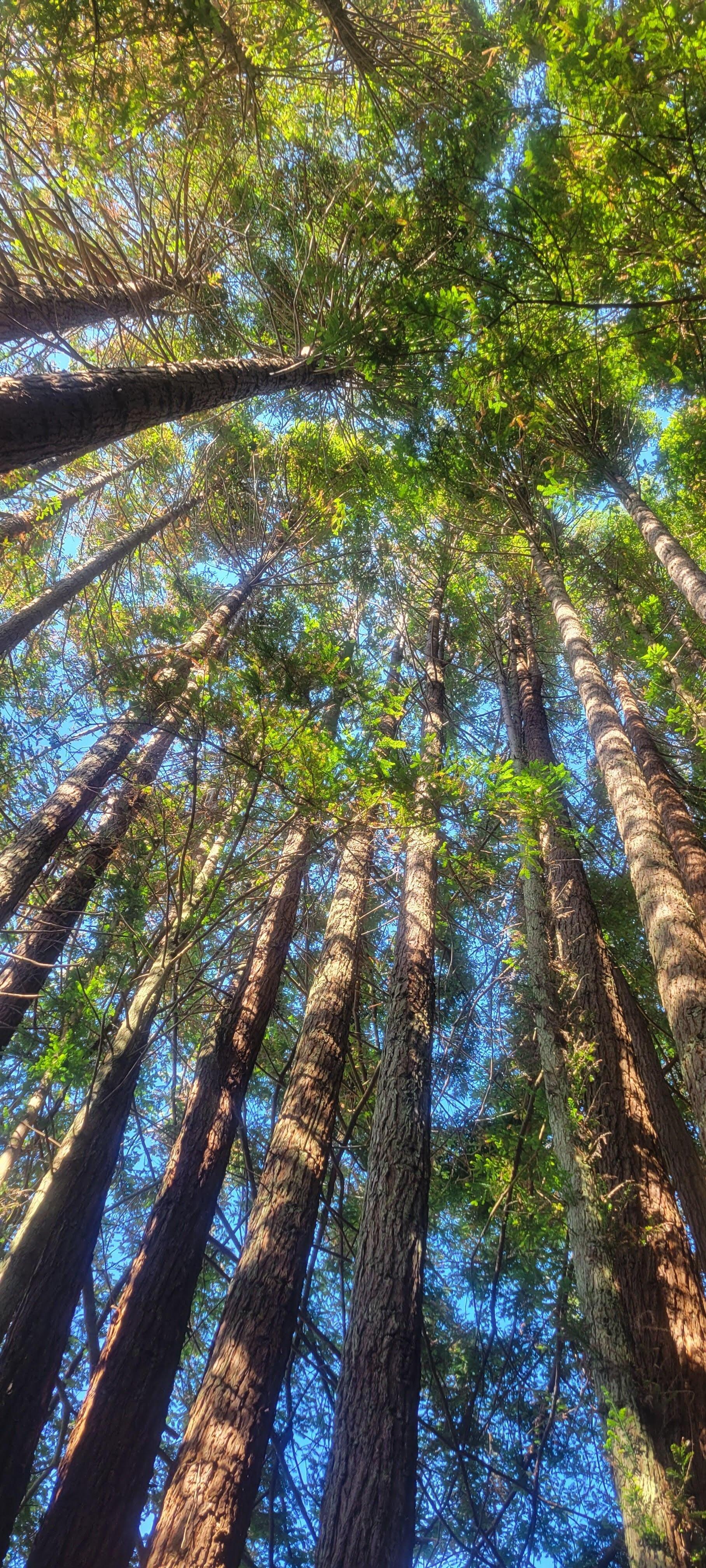 Looking up from in the hot tub!!!