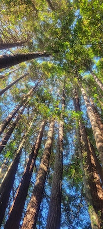 Looking up from in the hot tub!!!