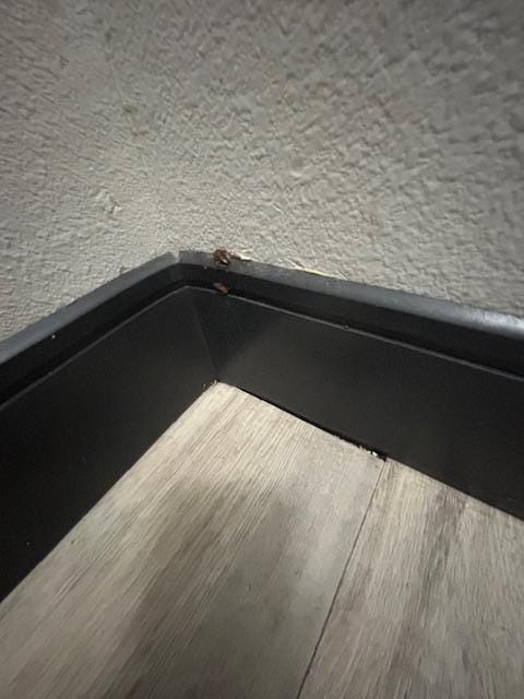 Bugs along trim by front door