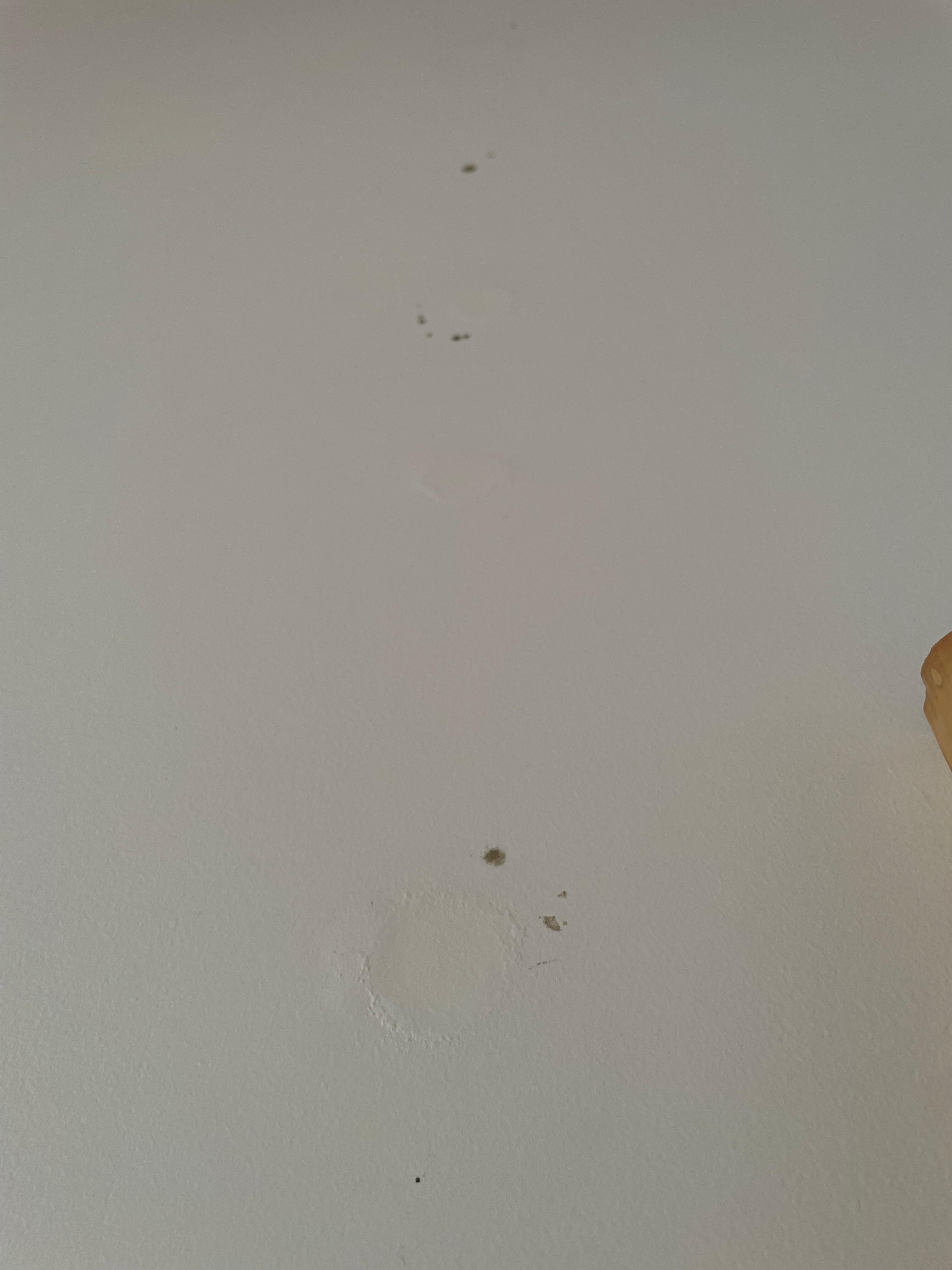mold