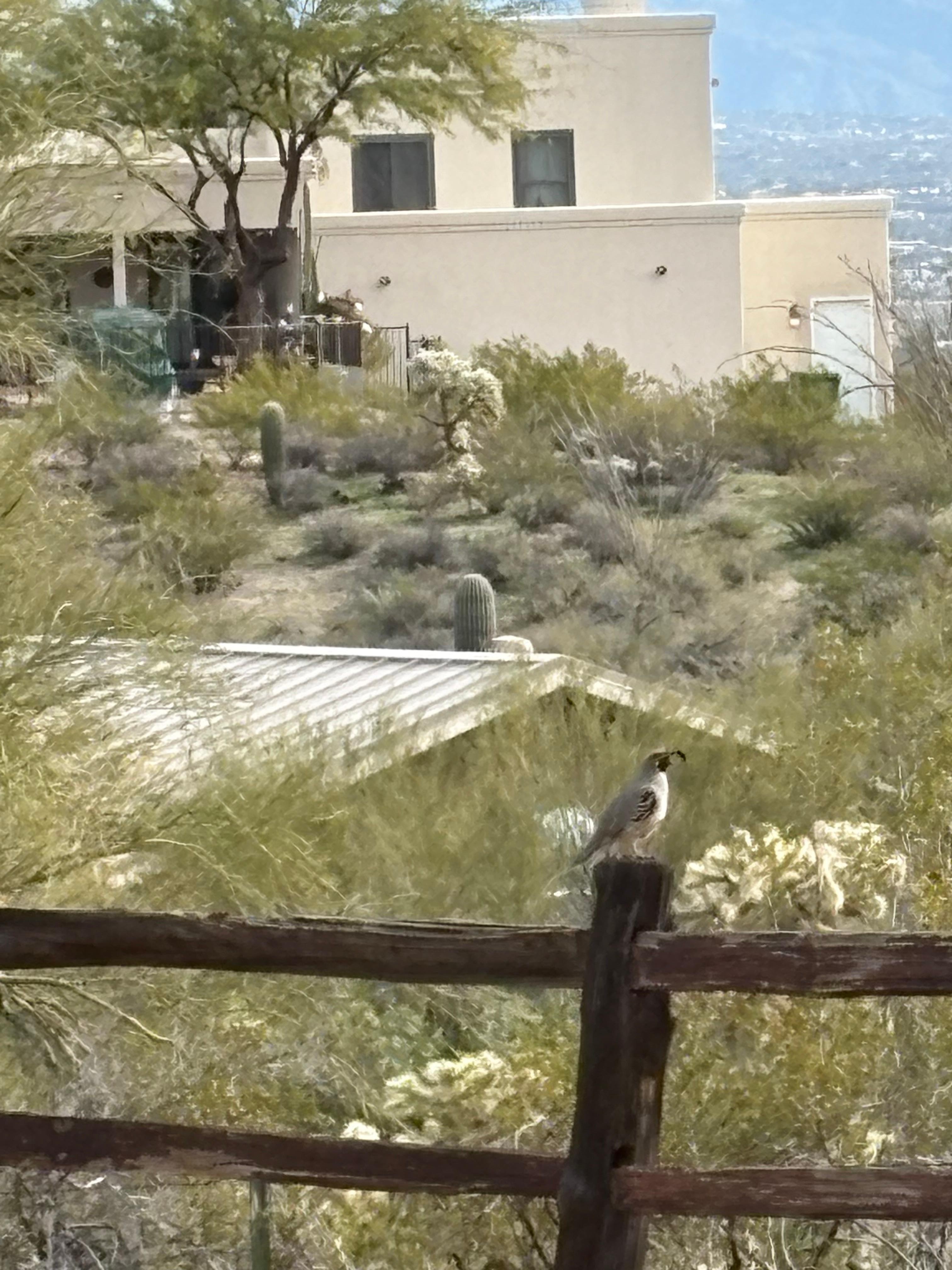 Quail singing hello on the driveway dance! 