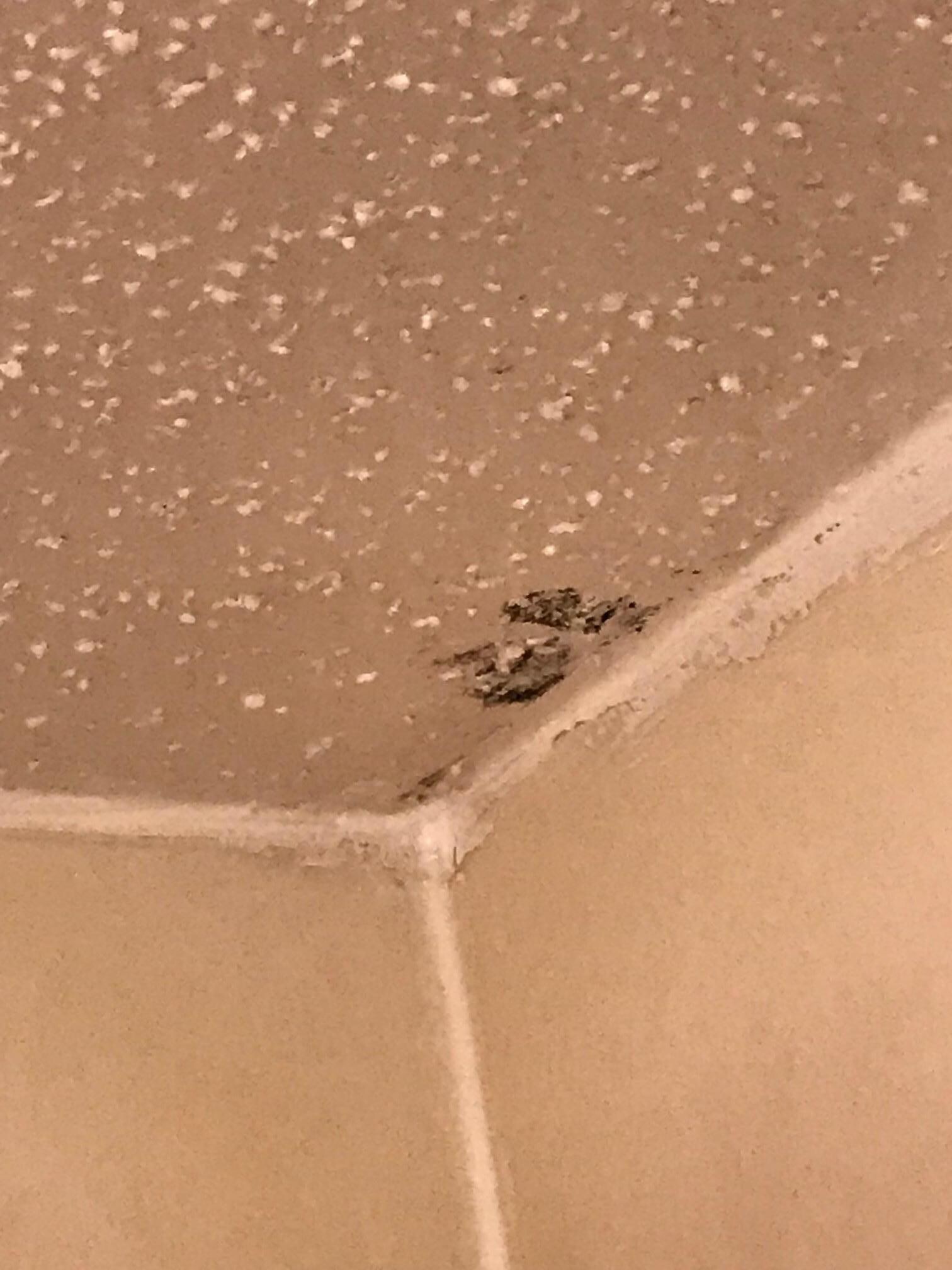 Black mold bathroom ceiling 