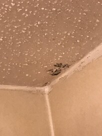 Black mold bathroom ceiling
