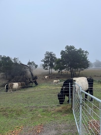 Farm animals that you will see on your stay.