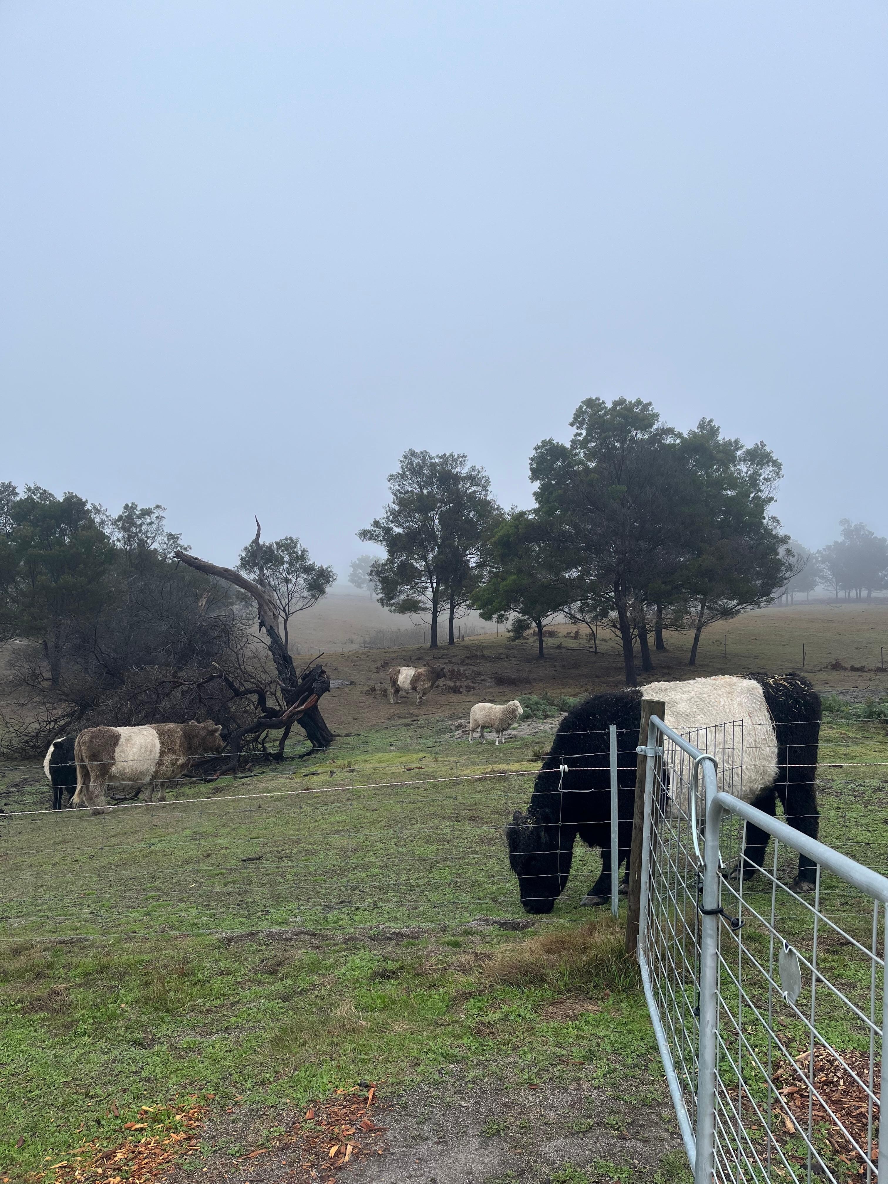 Farm animals that you will see on your stay.