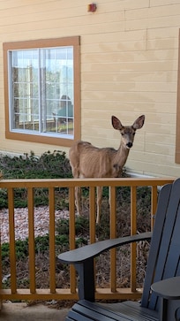Deer walked right up to the lodge