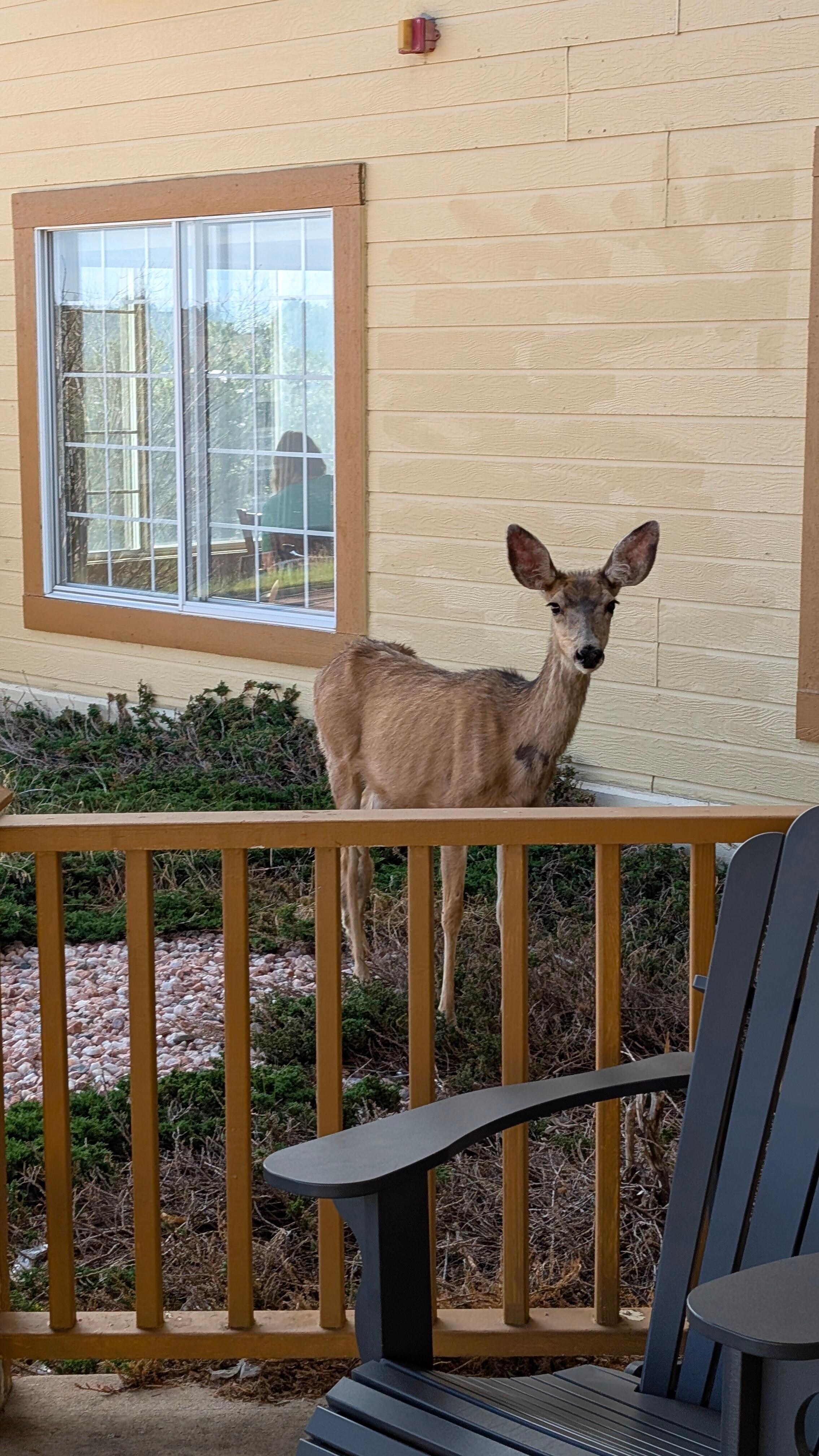 Deer walked right up to the lodge 