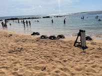 Close to the beach and turtles