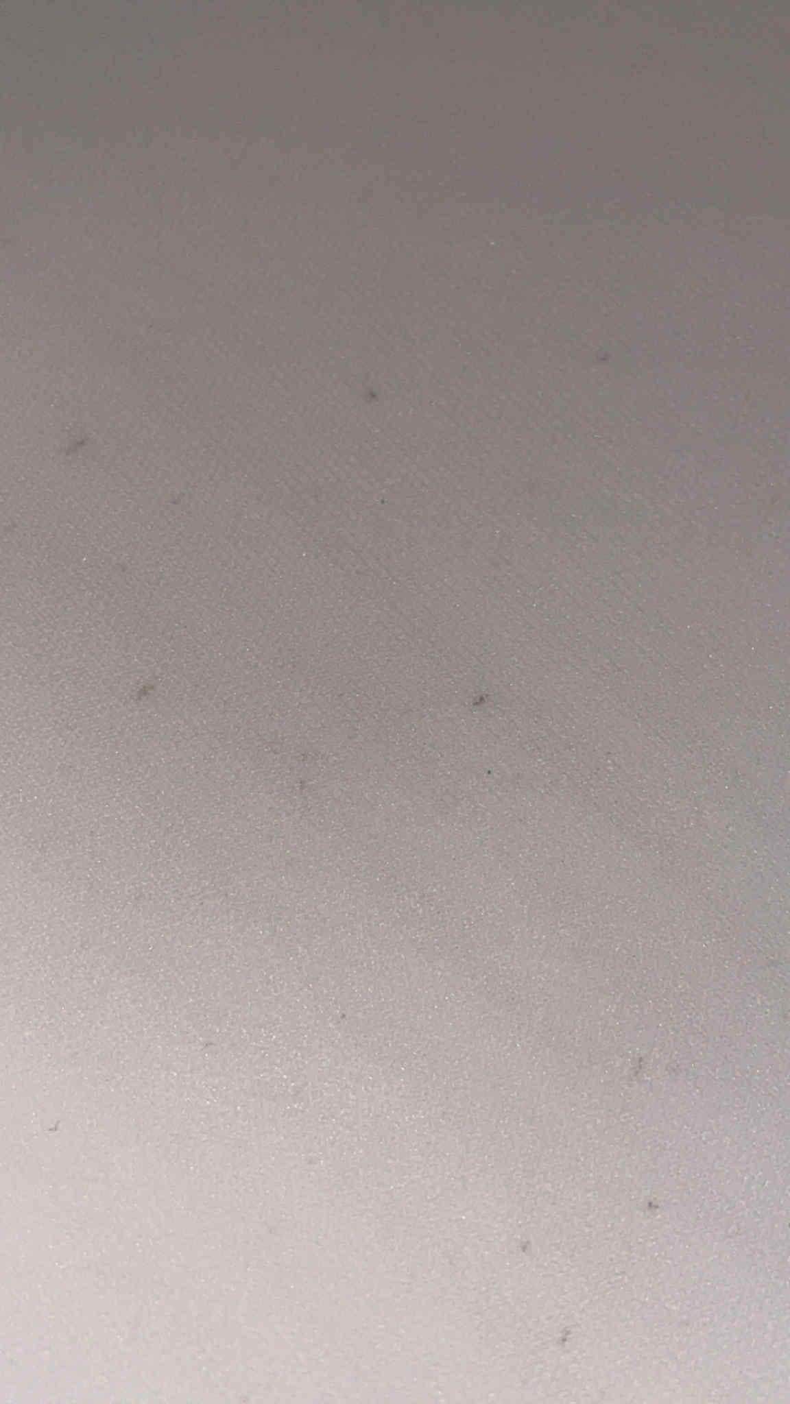 Bed bug dropping 
