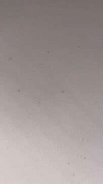 Bed bug dropping