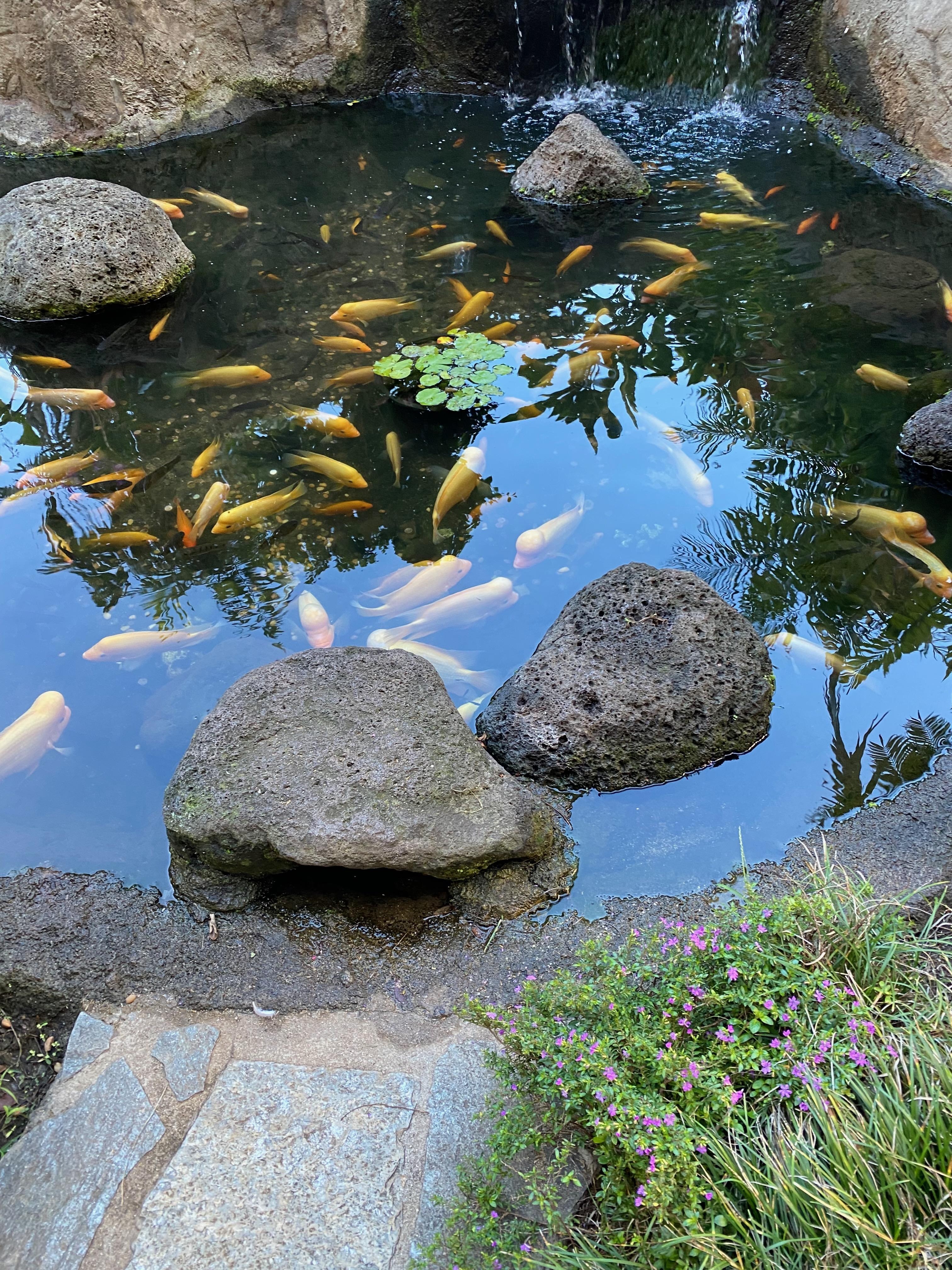 Koi pond in the central area