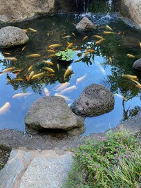Koi pond in the central area