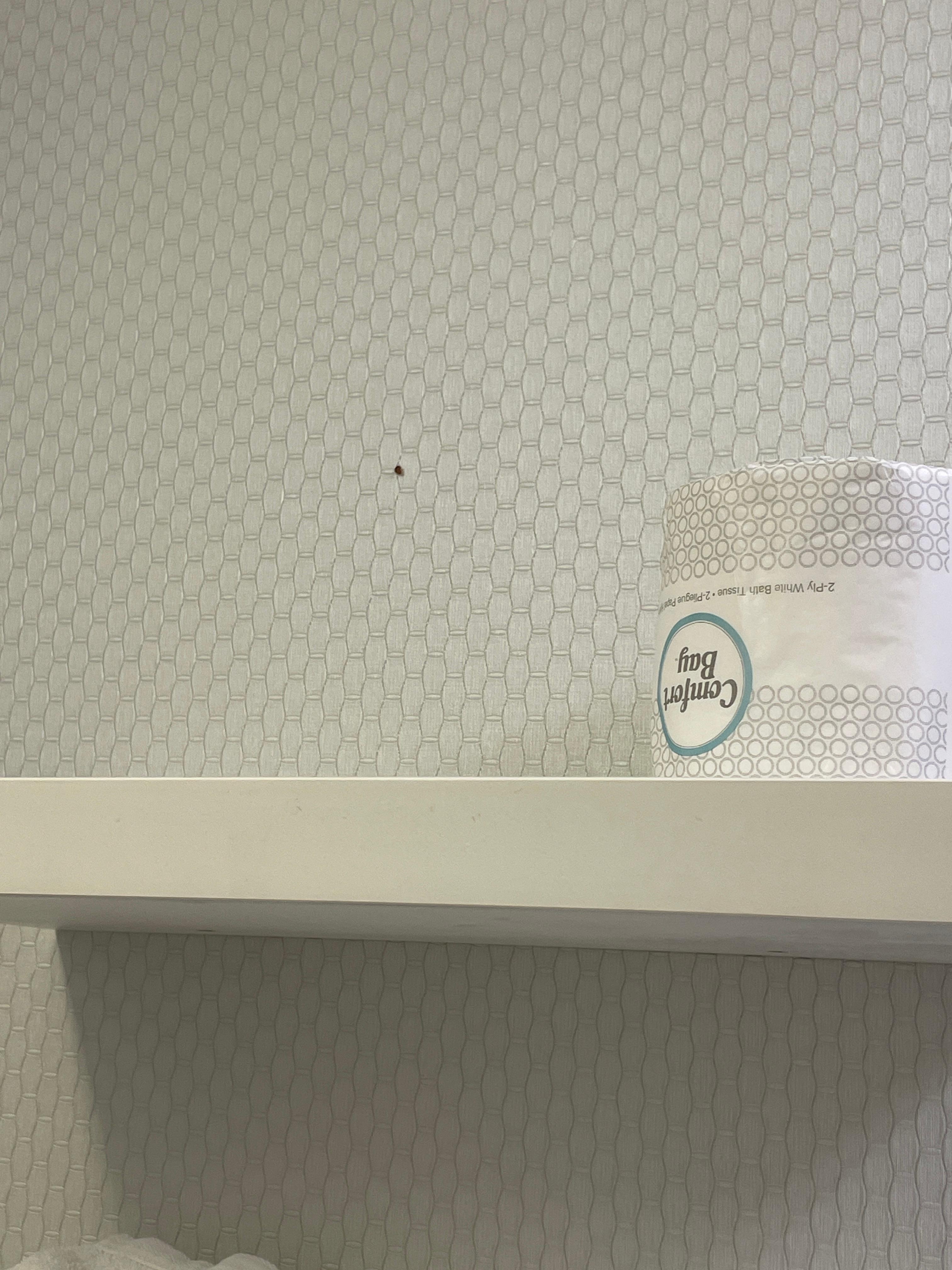 Está es la chinche que apareció en el baño han 524