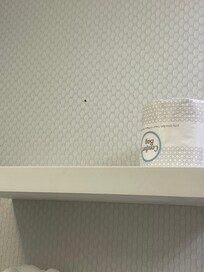 Estรก es la chinche que apareciรณ en el baรฑo han 524