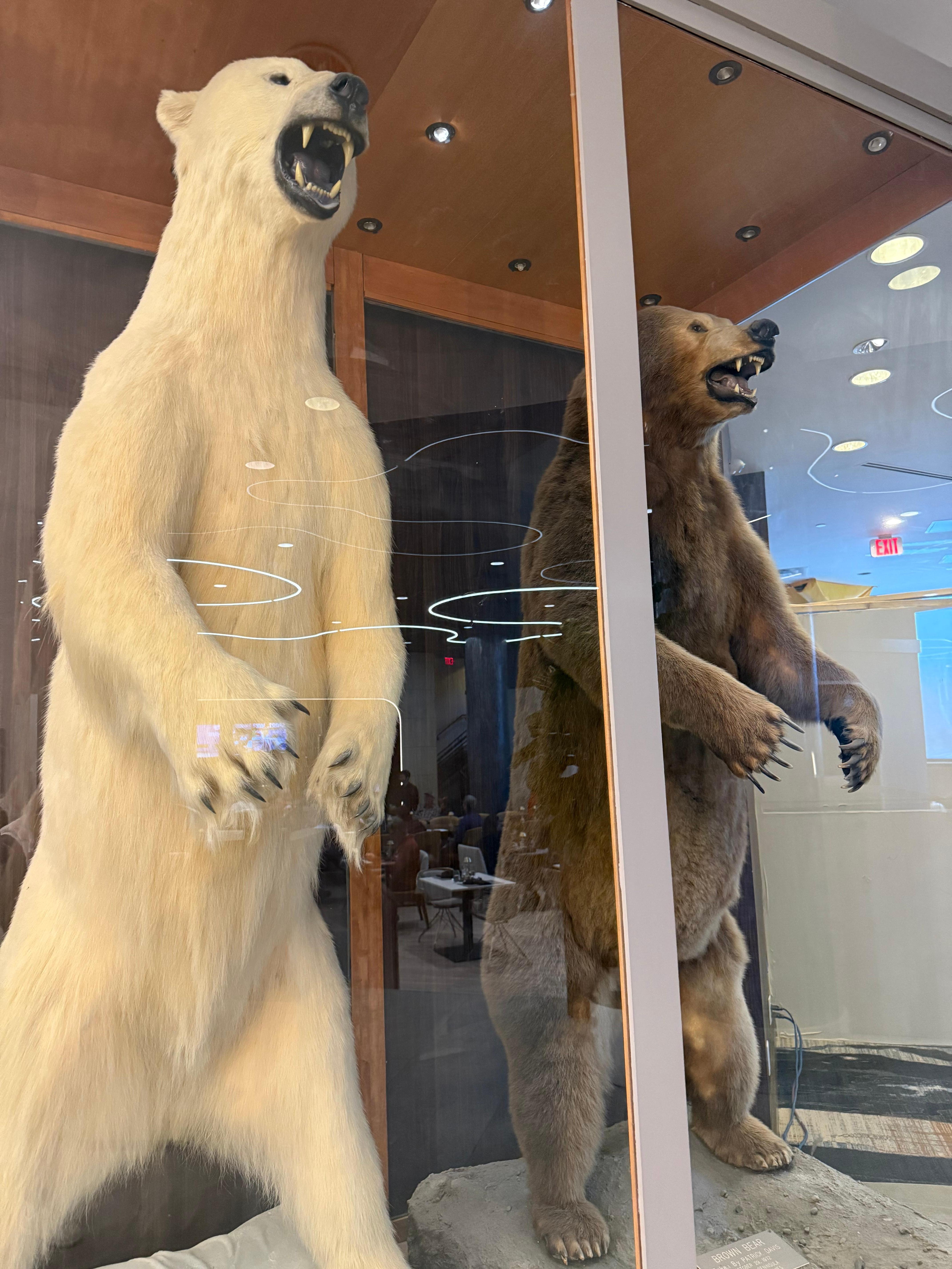 Bears on display in lobby.   