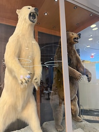 Bears on display in lobby.