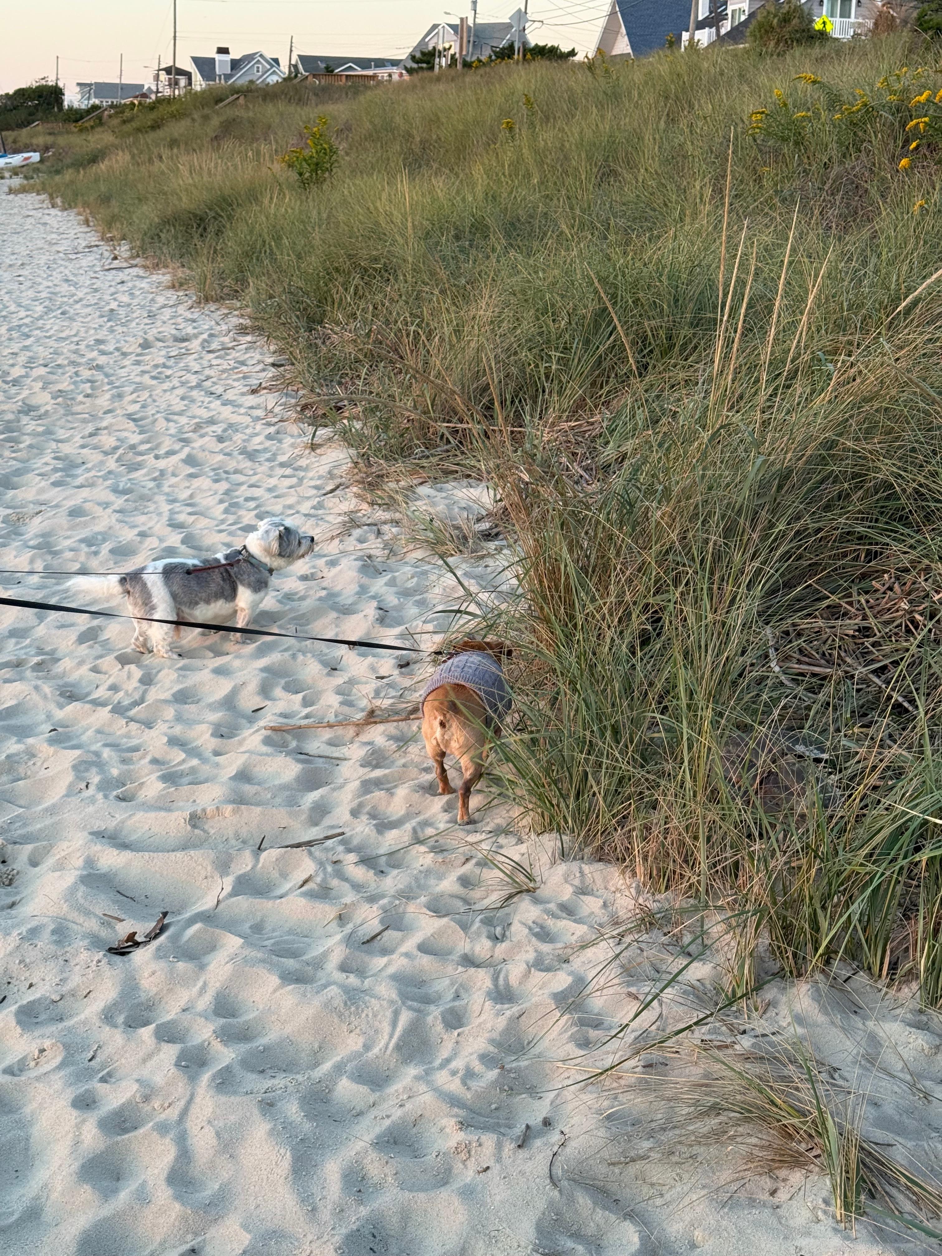 Dogs enjoying the beach in Town Bank