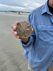 First day a sand dollar washed up.