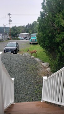 Deer almost every day.