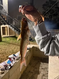 Caught a catfish
