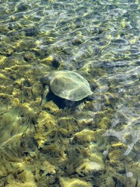 Turtles can be seen by just walking out the front doors.