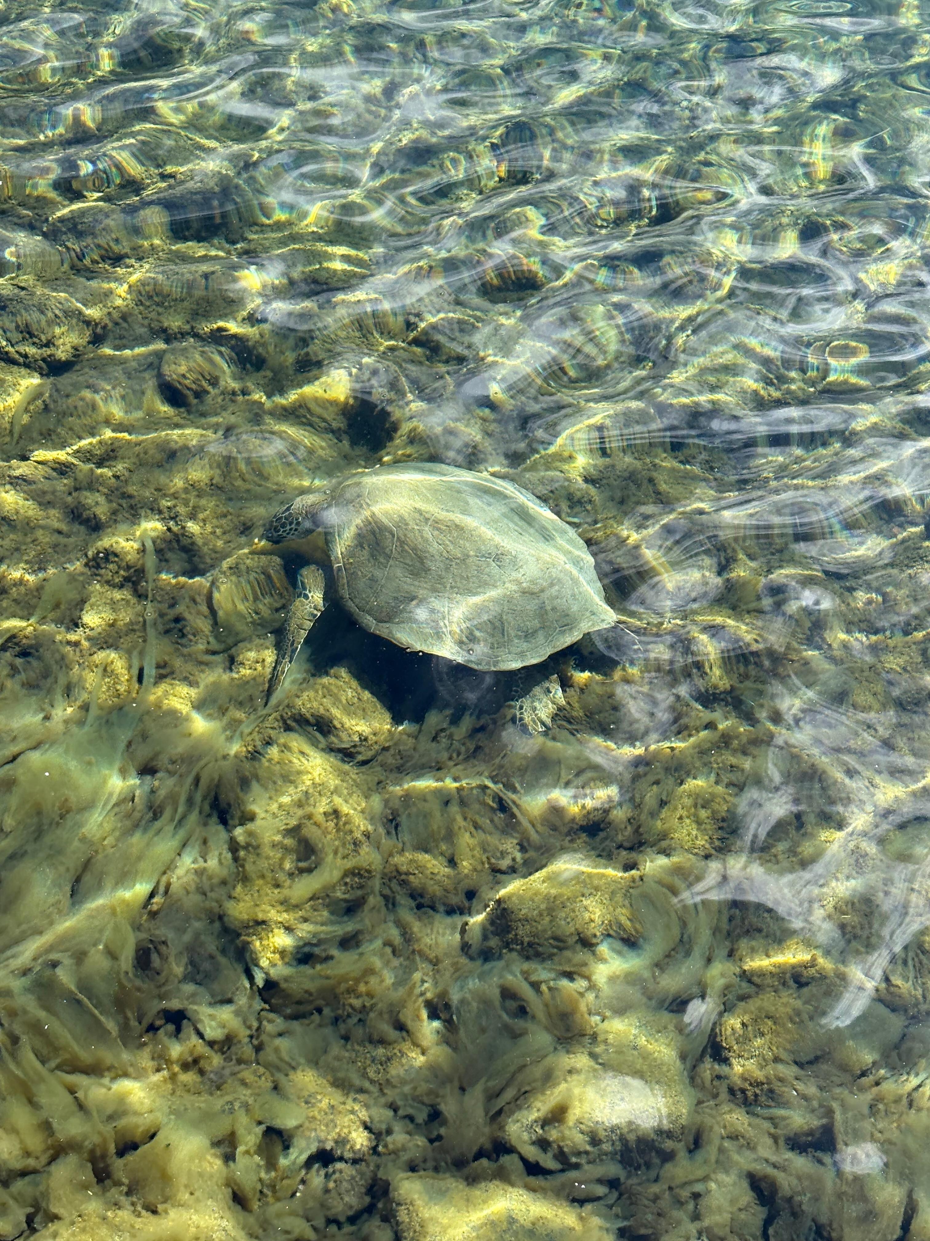 Turtles can be seen by just walking out the front doors. 