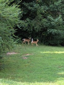 Two fawns we saw in the backyard!