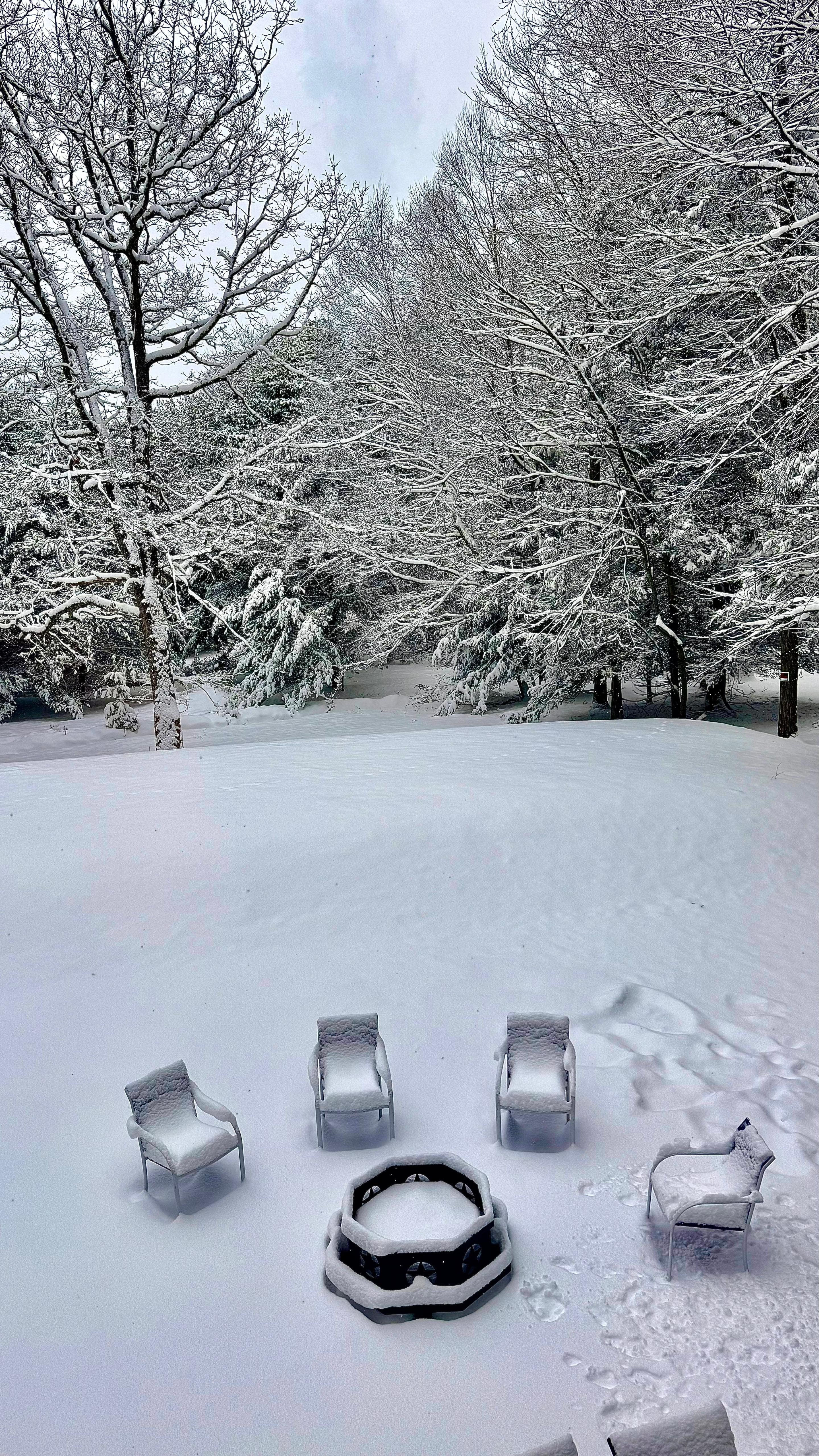 A view of the backyard from the living room.