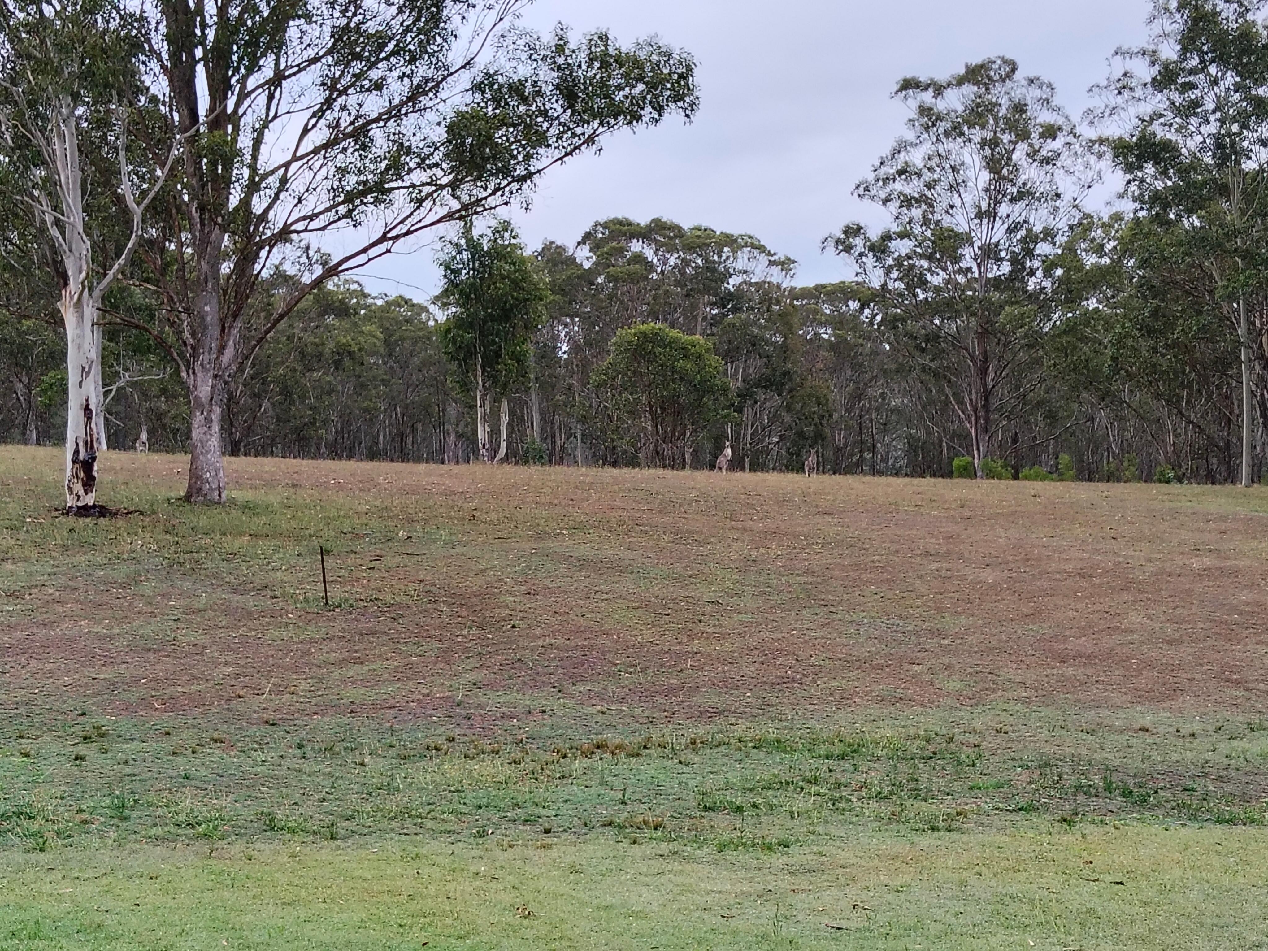 Kangaroos back of property 