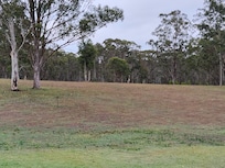 Kangaroos back of property